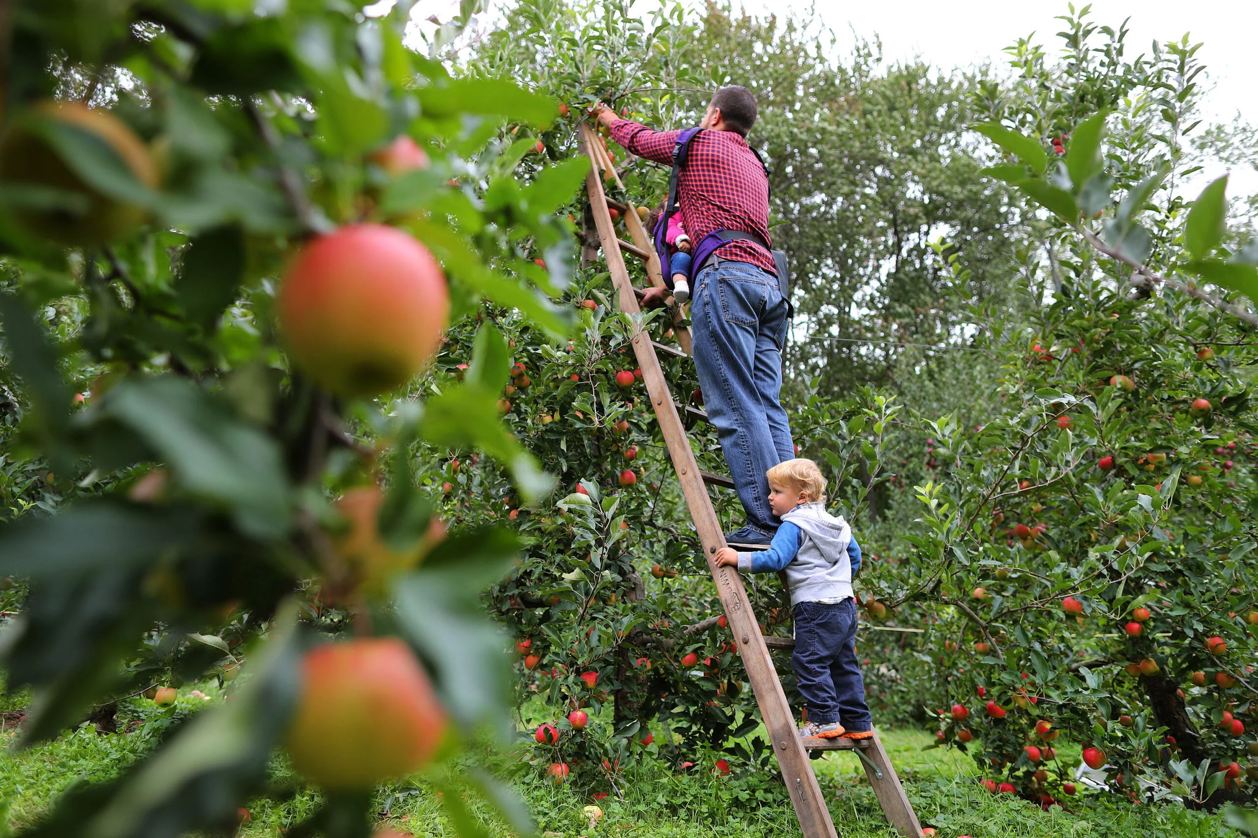 The best apple orchard in New England, according to readers