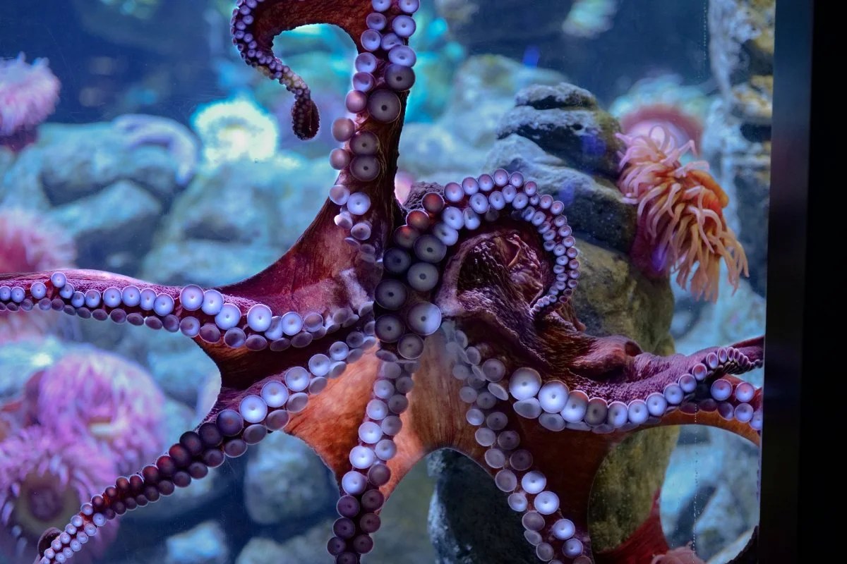 New England Aquarium's giant Pacific octopus 'Tatoosh' dies