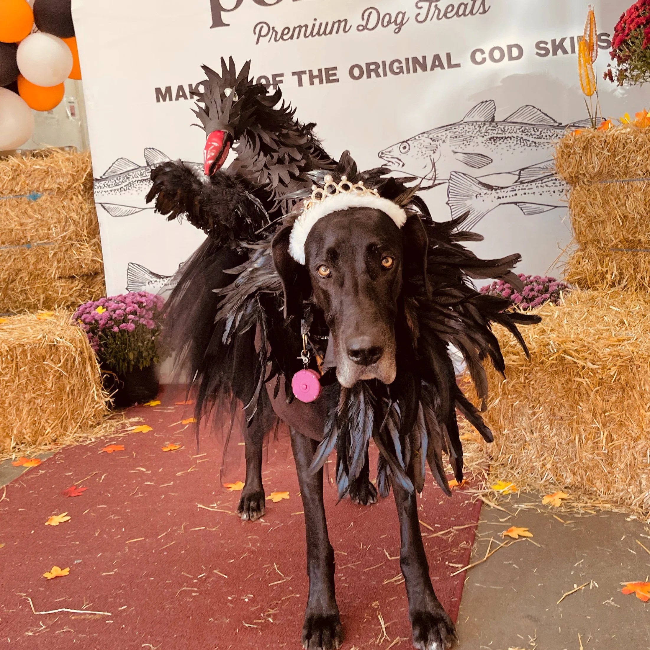Great Dane Costumes Halloween
