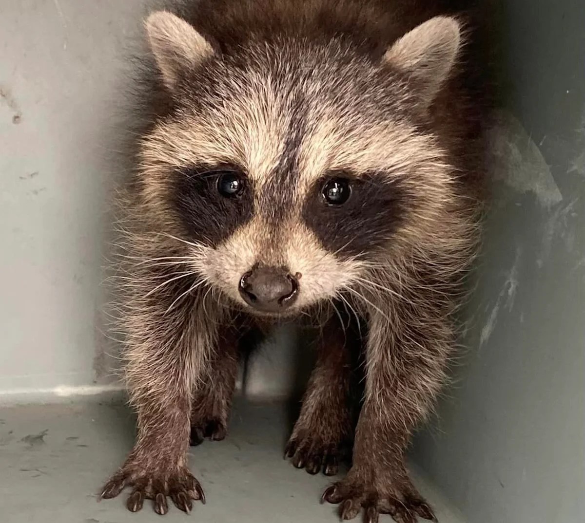 Baby Raccoon Baby Raccoons
