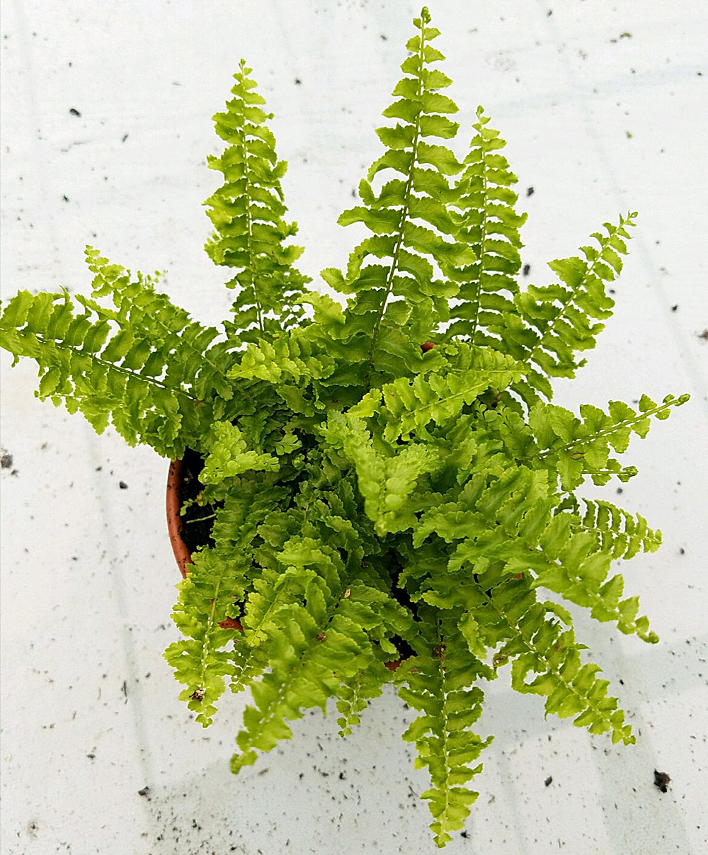 Ferns Bianchi Davis Greenhouses, Inc.