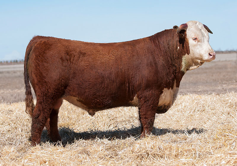 Sires B&D Herefords and Angus Hereford and Angus in Kansas