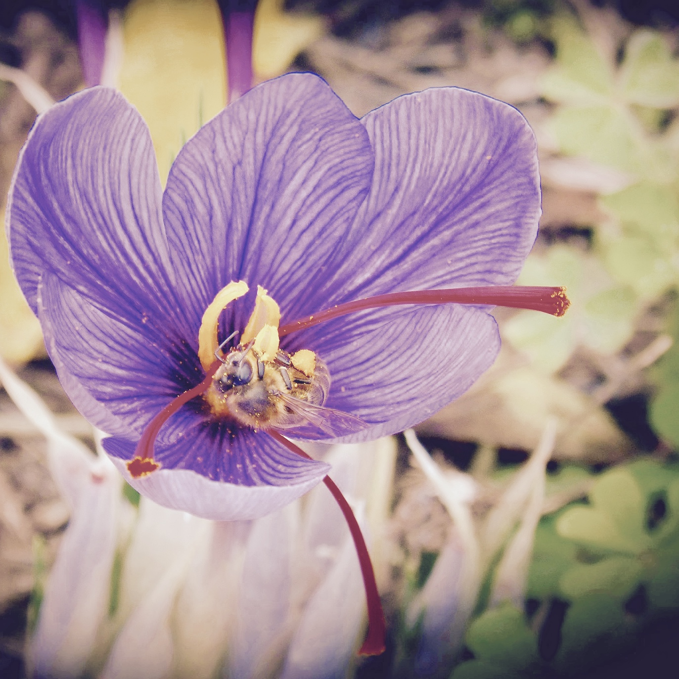 Saffron Flower Benefits Best Flower Site