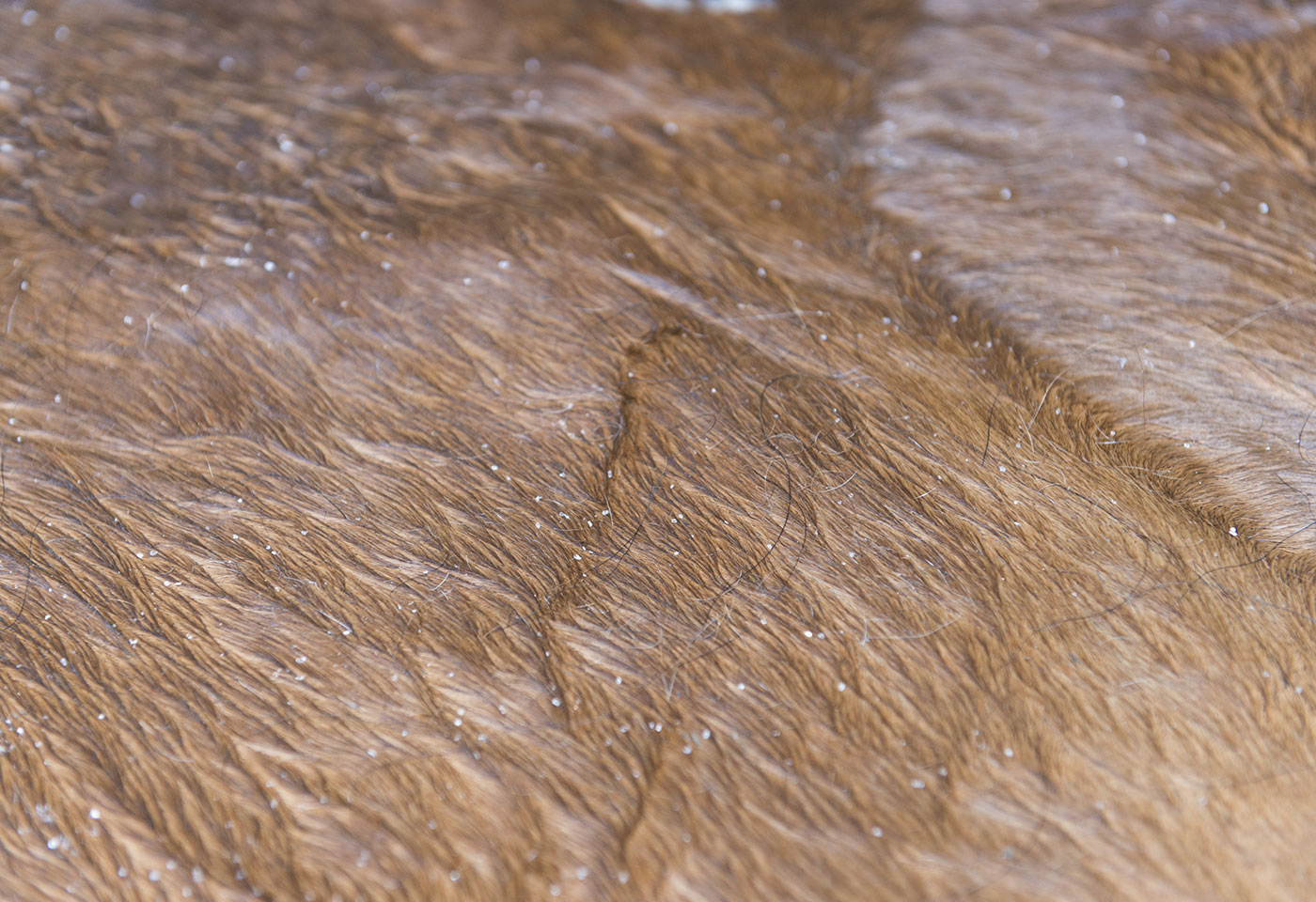 Horse hide BDM Global leader au Canada en matière de peaux salées