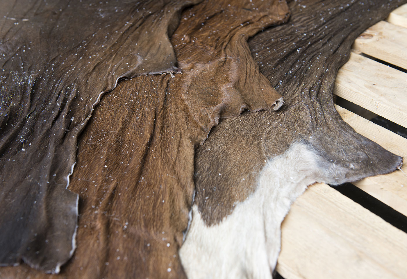 Horse hide BDM Global leader au Canada en matière de peaux salées