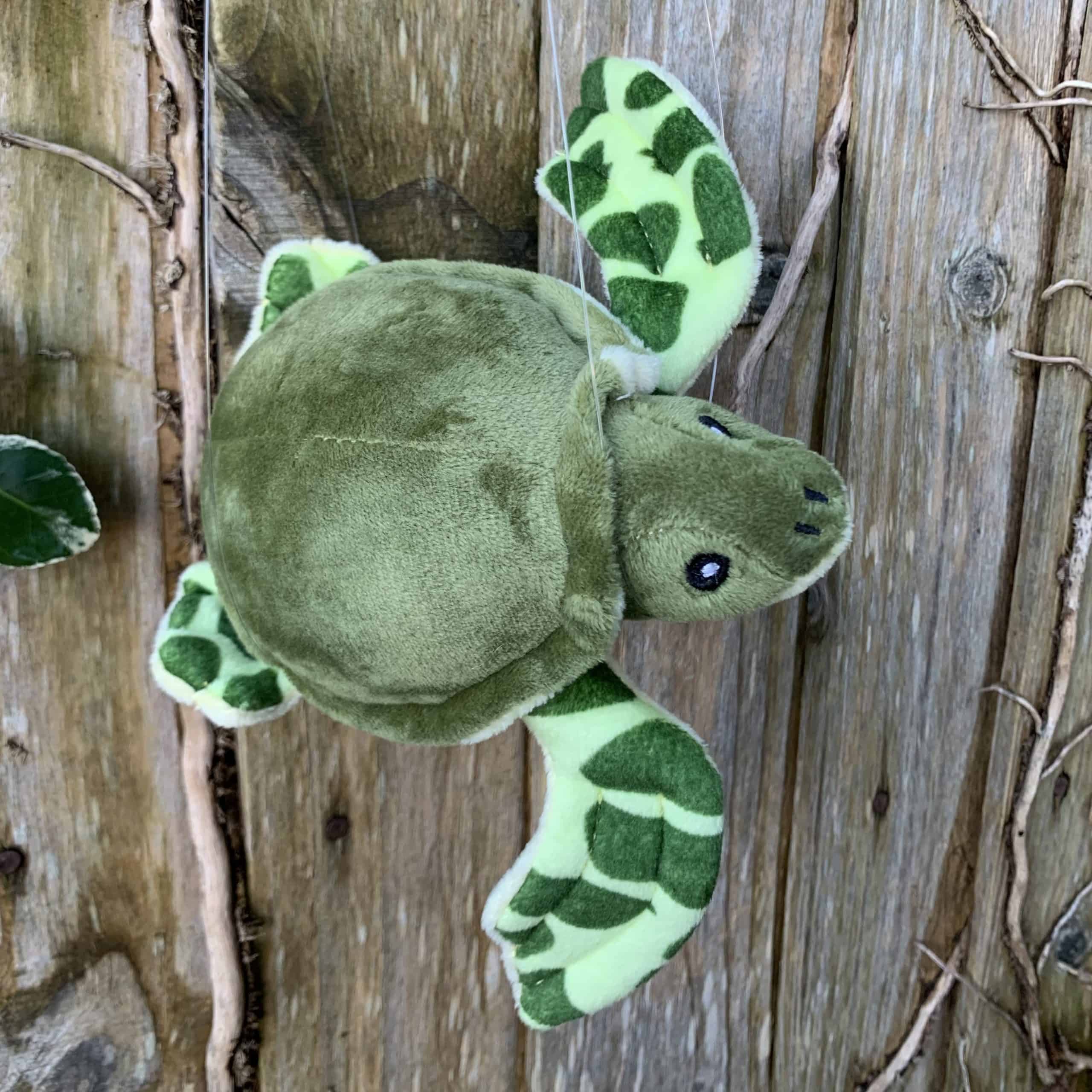 Turtle British Divers Marine Life Rescue