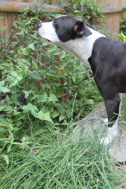 my dog ate a box of oreos