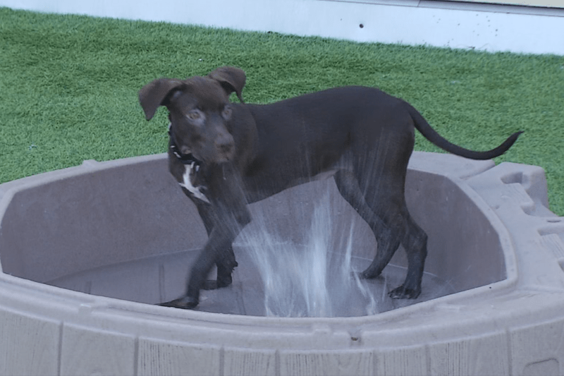 westbrook dog shelter