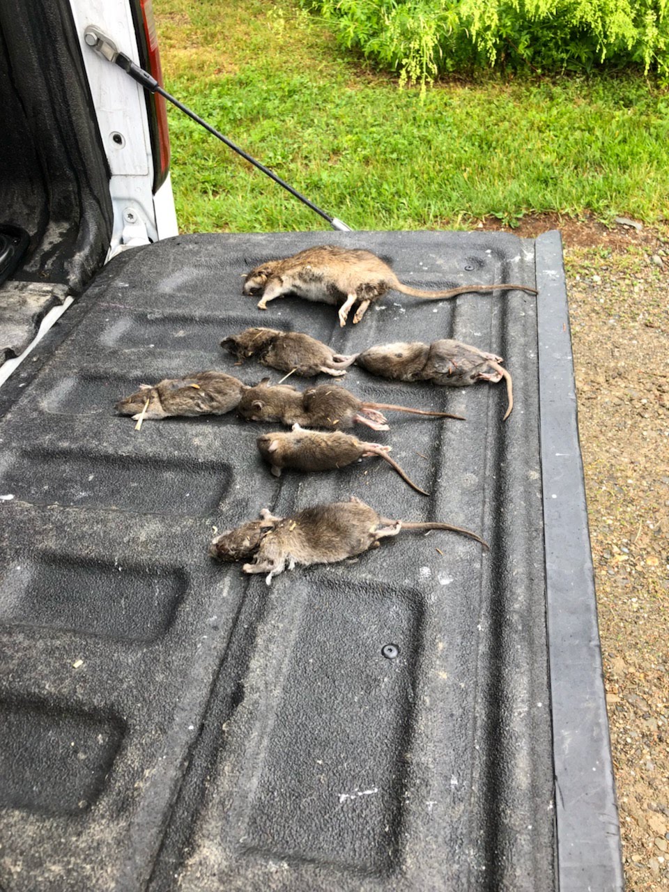 Rats Are Taking Over Maine Rats Are Taking Over Maine