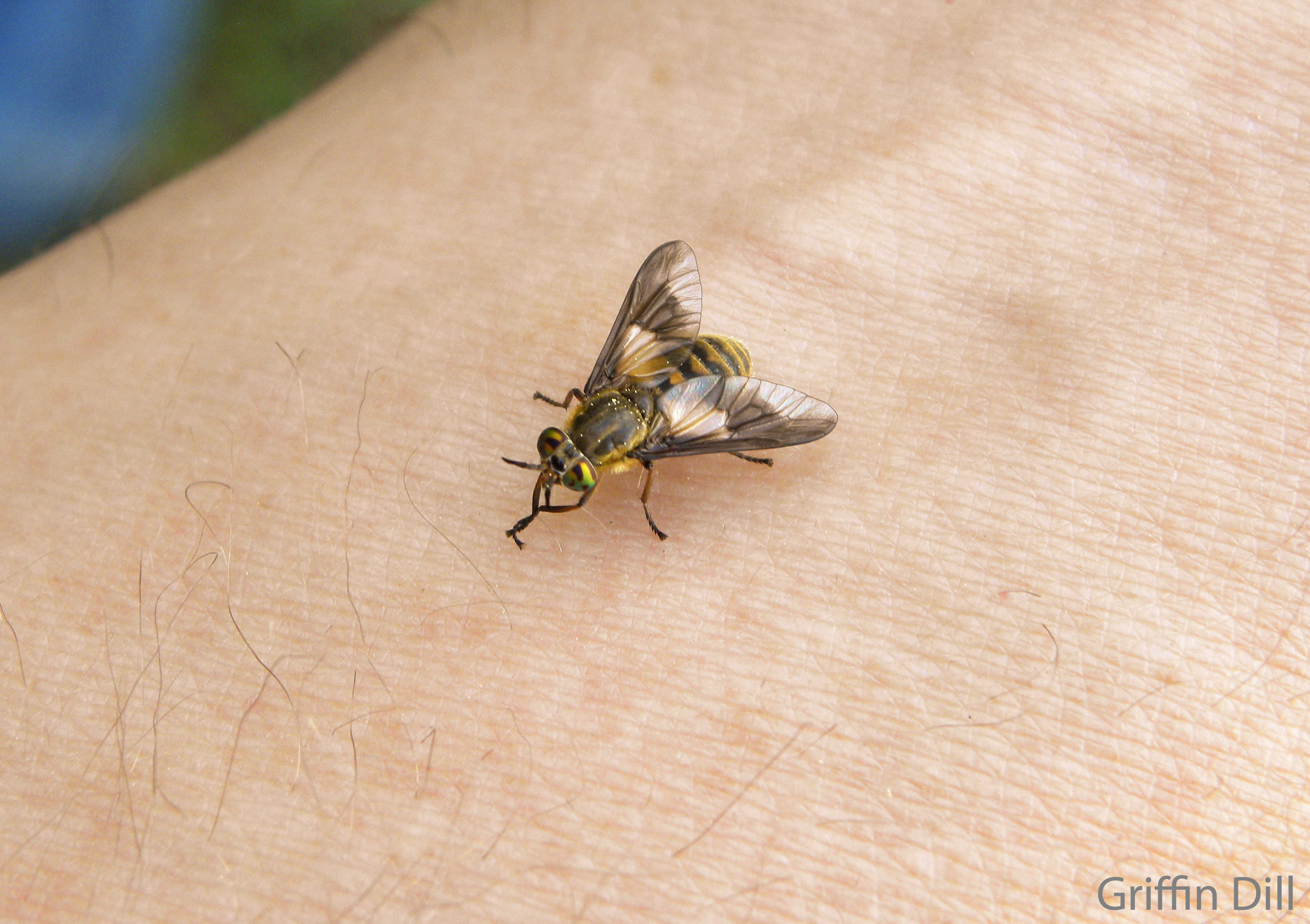 9 ways to repel deer flies and horse flies