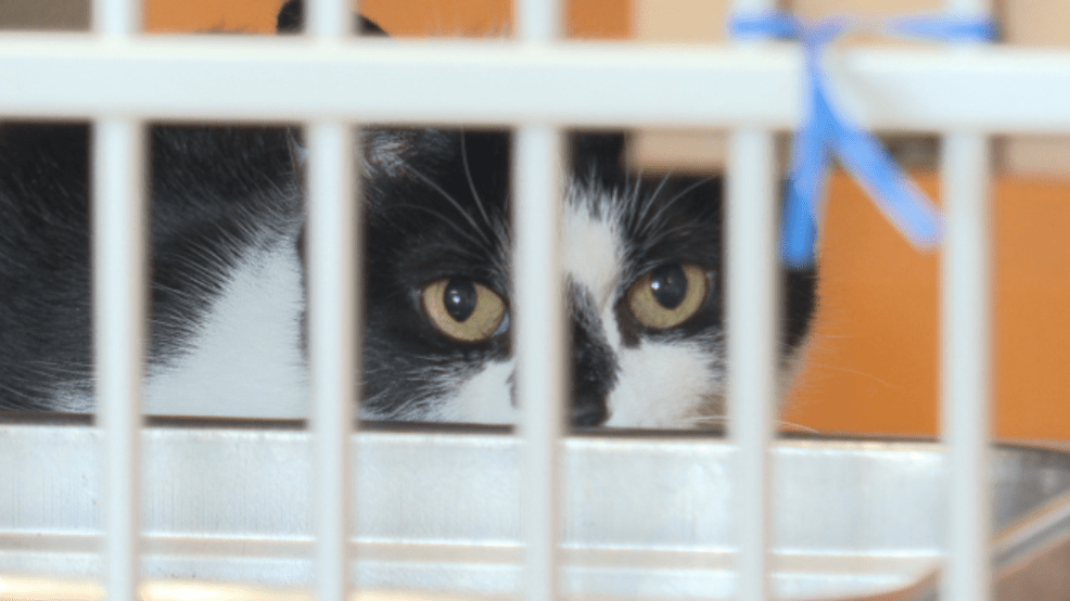 animal shelter that takes cats