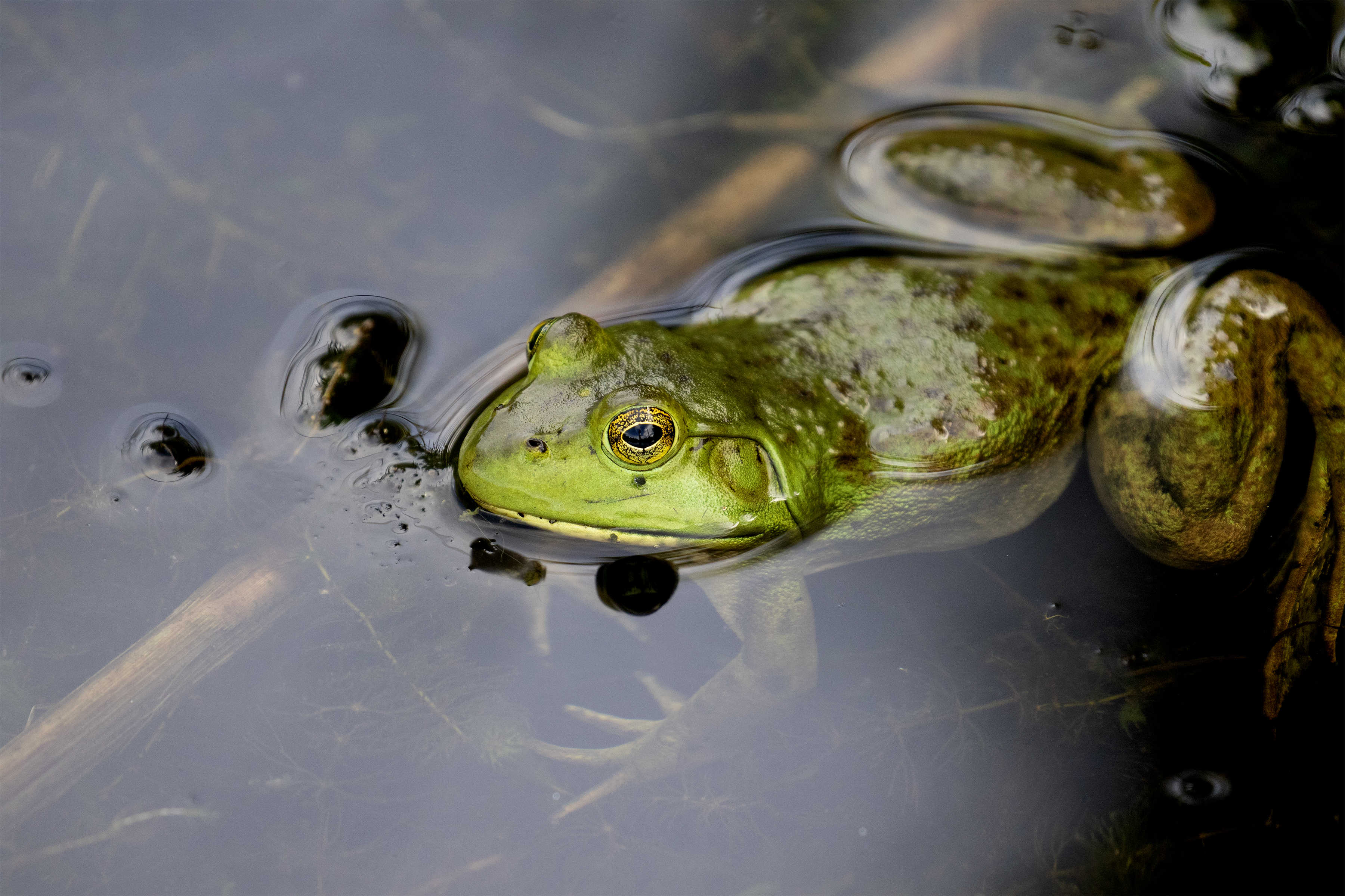 is frog a reptile or amphibian