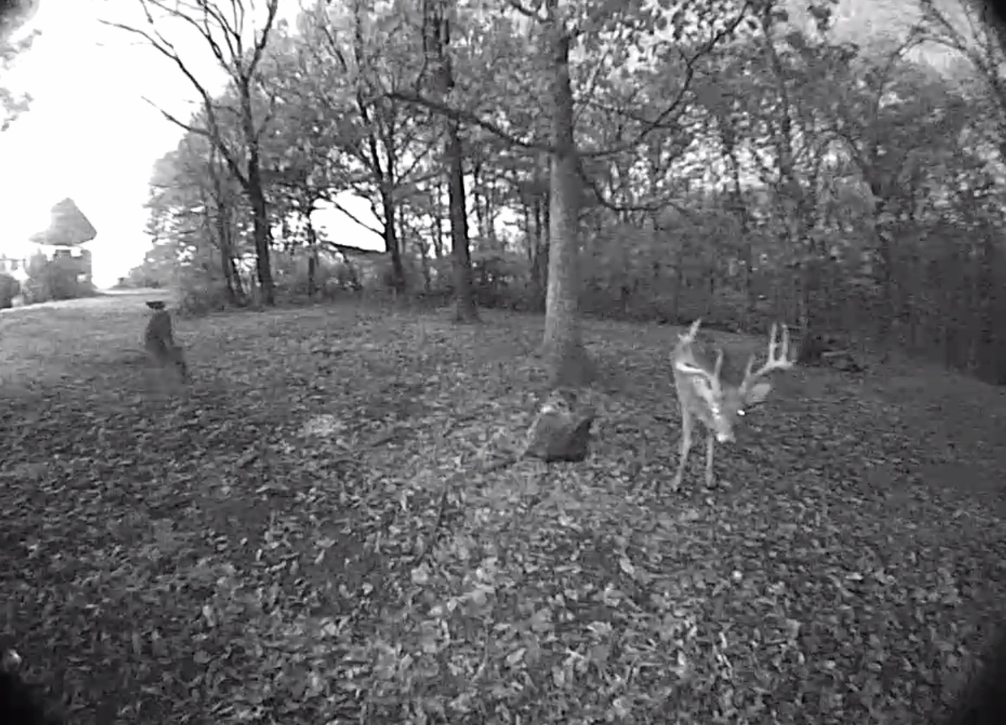 trail camera for backyard
