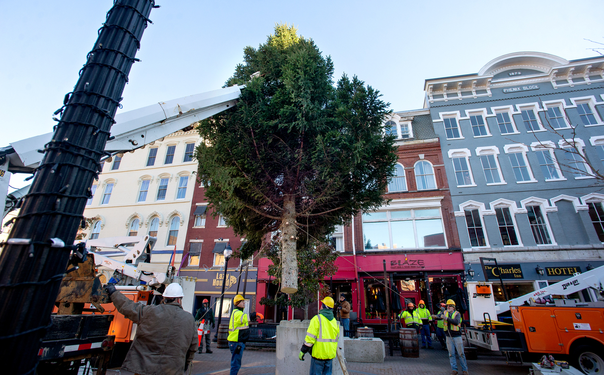 This year’s holiday tree goes up in downtown Bangor