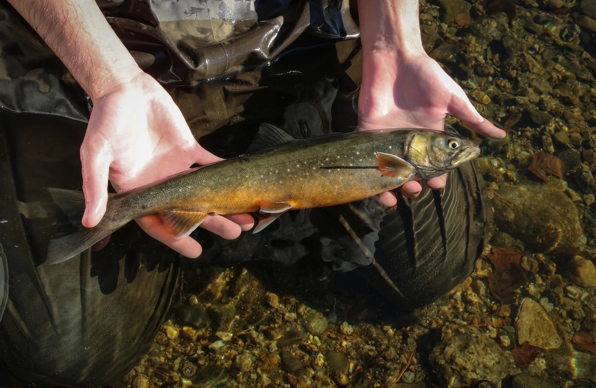 A fish that's been in Maine ponds since the ice age faces an uncertain