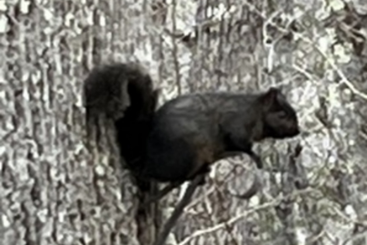 Rare black squirrel caught dominating a bird feeder in Northport