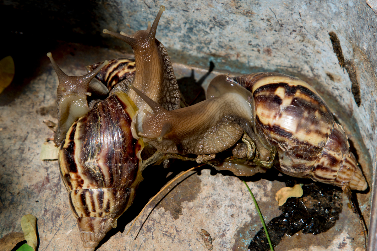 African land snails found in luggage at Michigan airport
