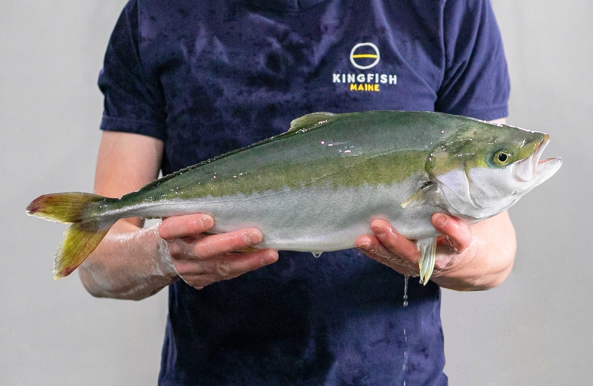 1st commercial batch of Kingfish’s Mainefarmed yellowtail ready for