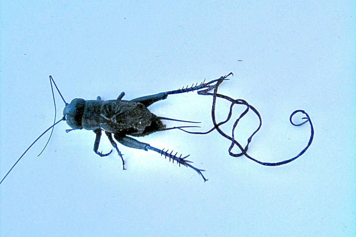 Despite it's appearance, this eerie parasitic worm can't hurt you