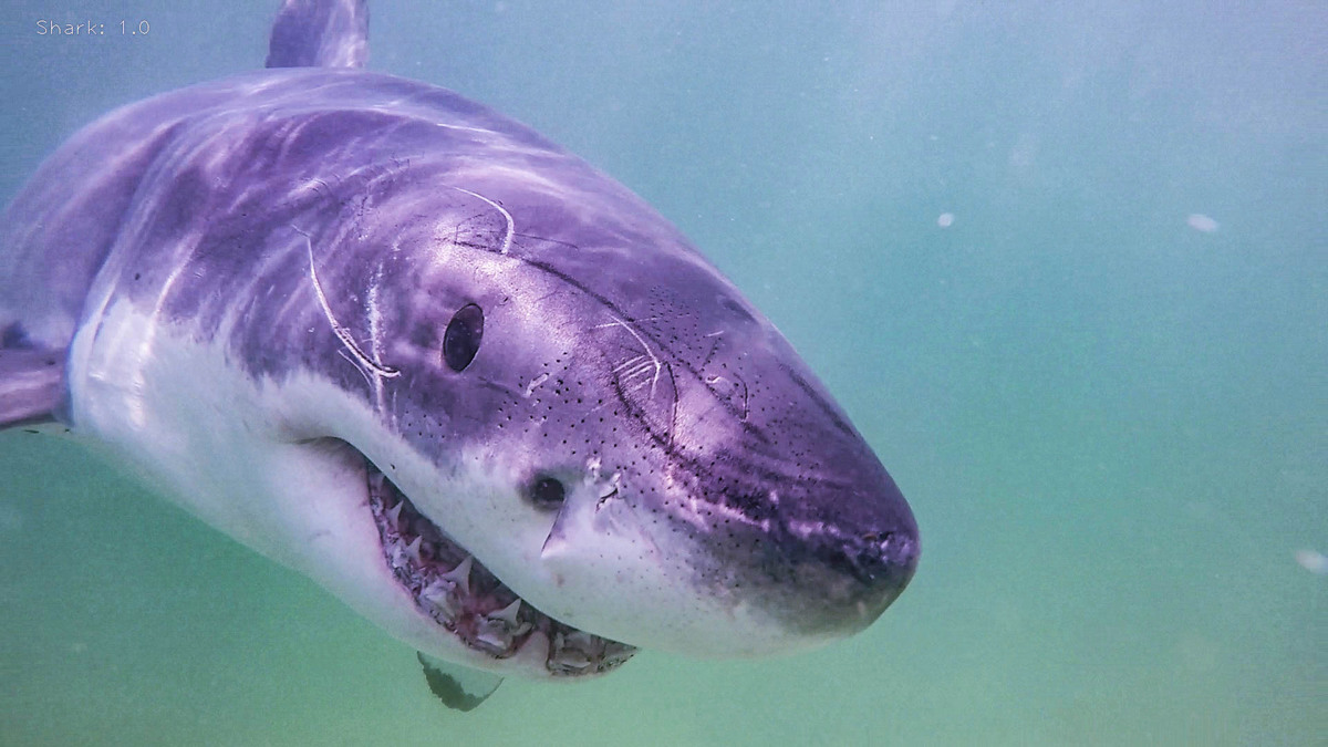 Fishermen caught great white shark off Cape Elizabeth