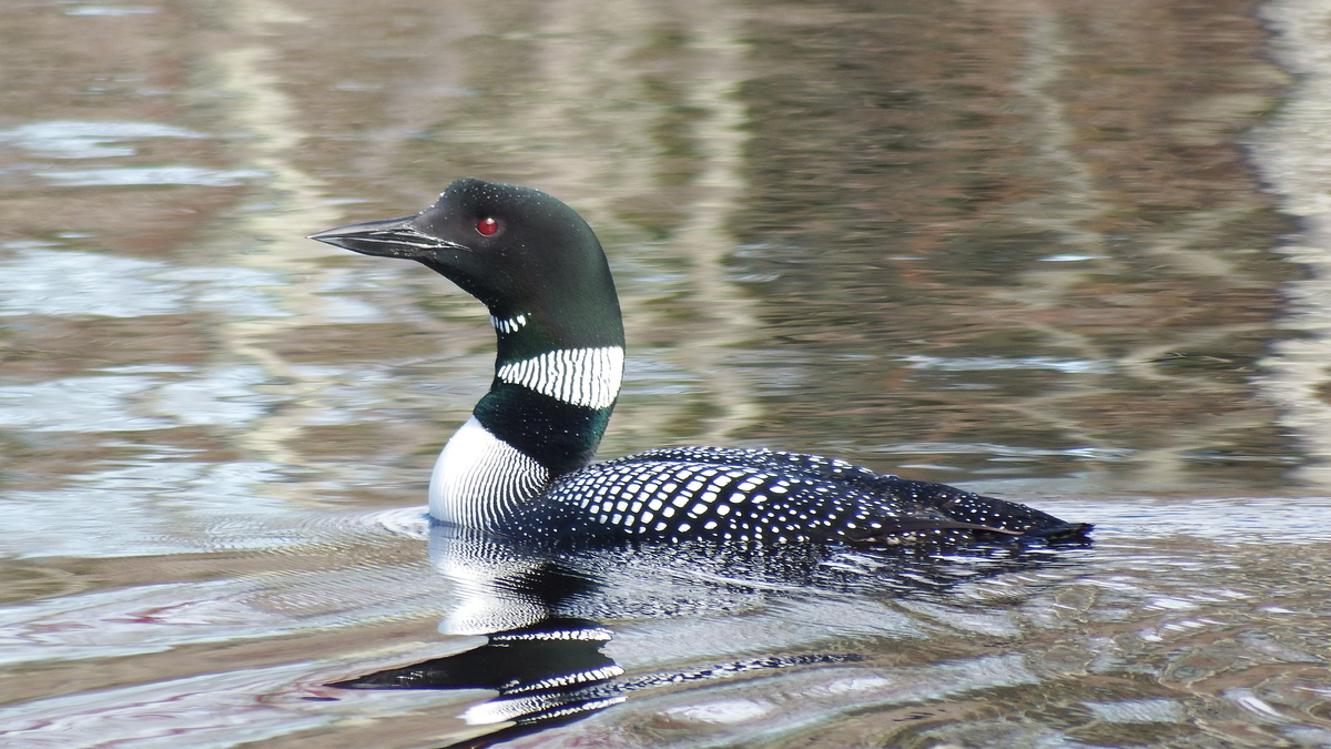 What you don’t know about loons might surprise you