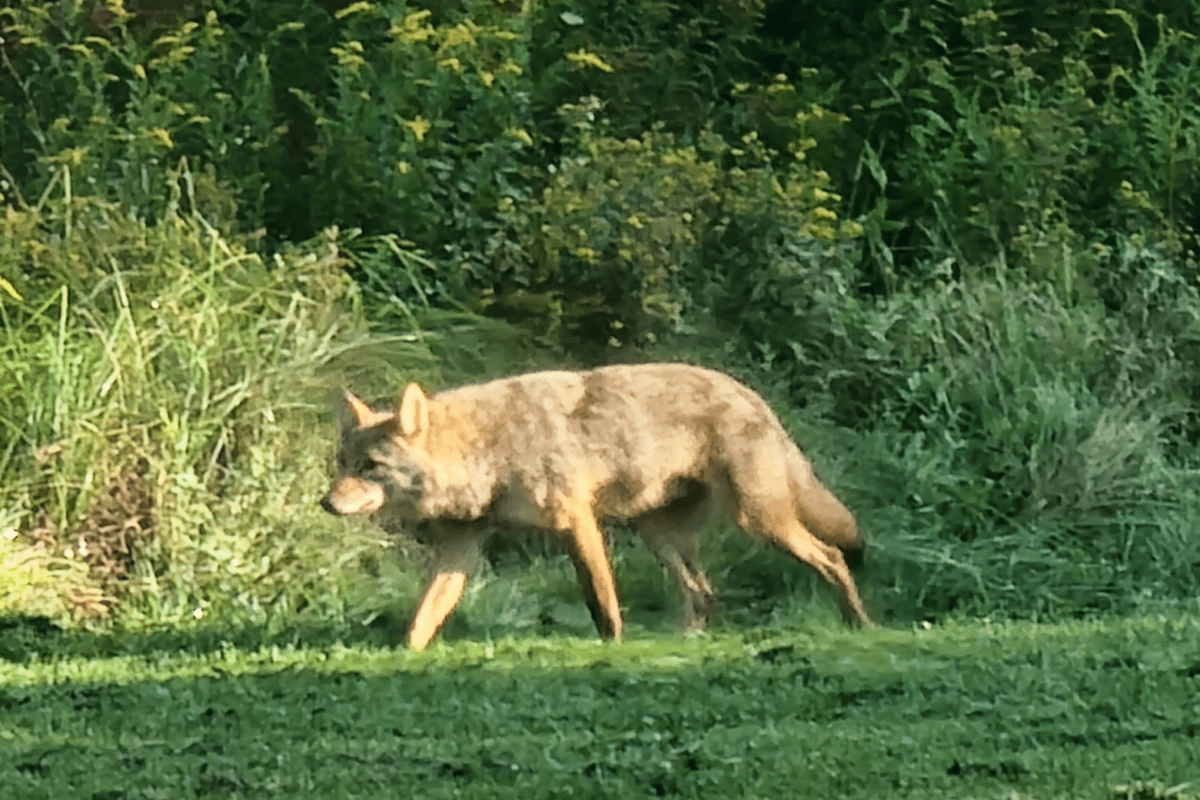 Your stories about seeing wolves and mountain lions in Maine
