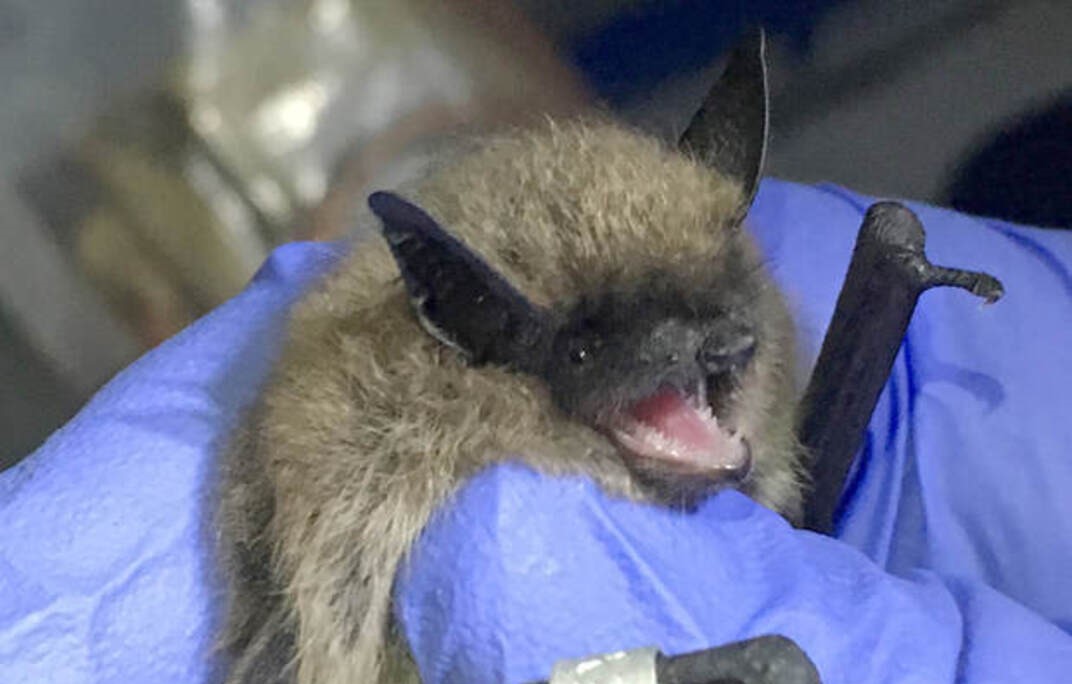 Maine lists 8 new species as endangered or threatened