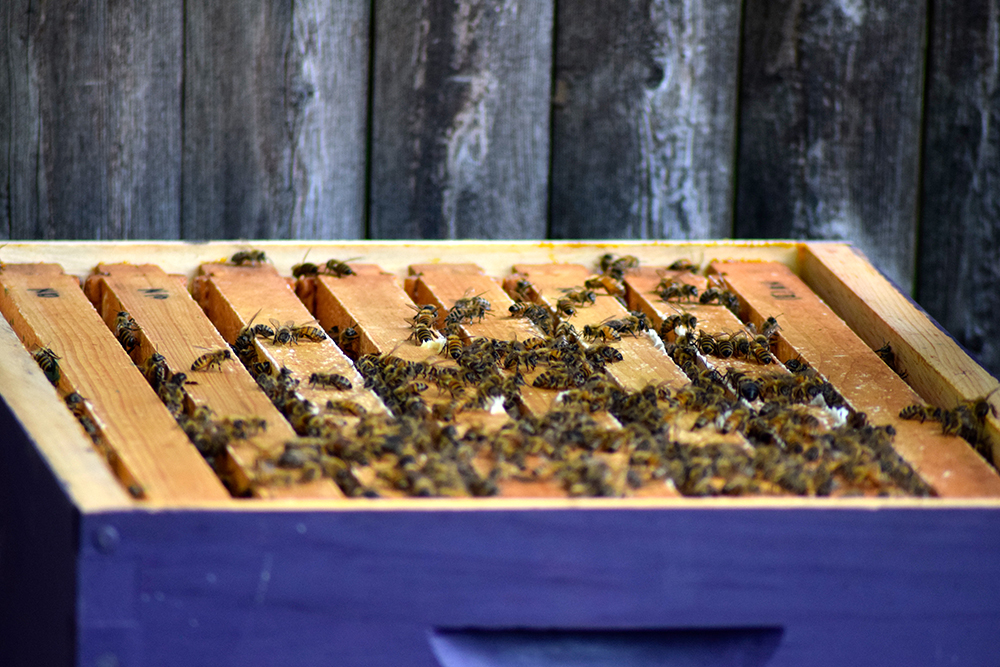 Urban beekeeping for beginners Hello Homestead