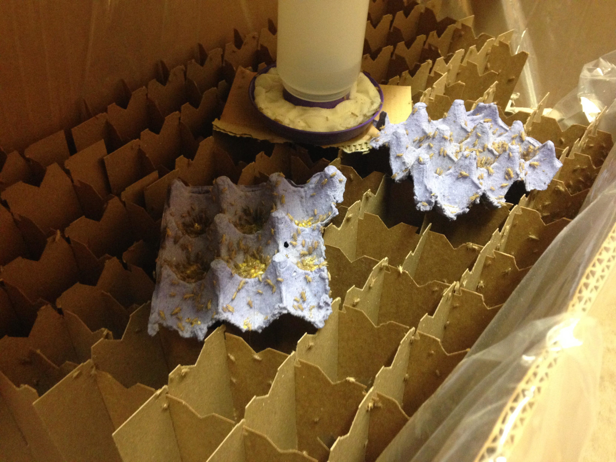 Raising crickets for beginners Hello Homestead