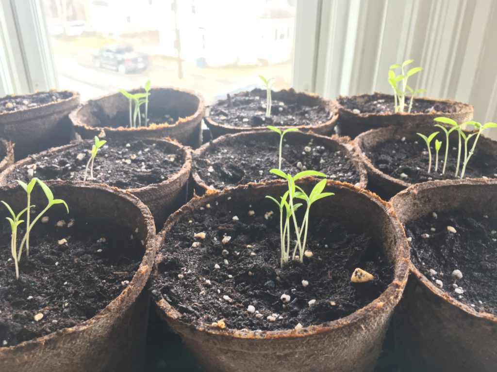 Why Are My Courgette Seedlings Leggy at Douglas Grajeda blog