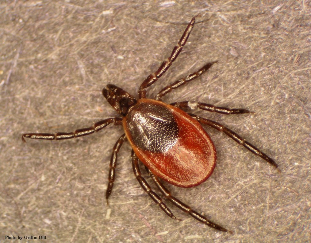 Natural tick repellent and other methods of tick management Hello