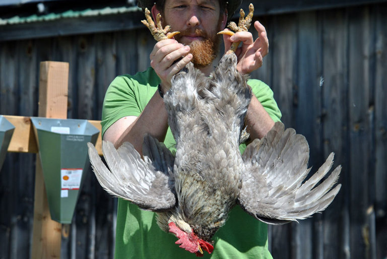 Backyard chicken processing 101 Hello Homestead