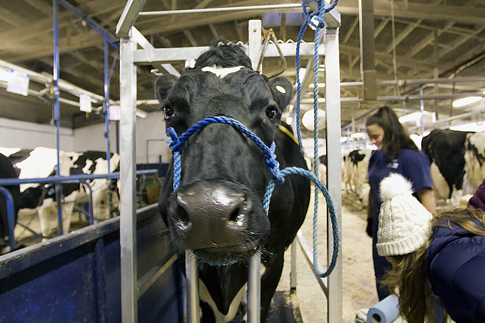 I tried to milk a cow. Here's how it went. Hello Homestead