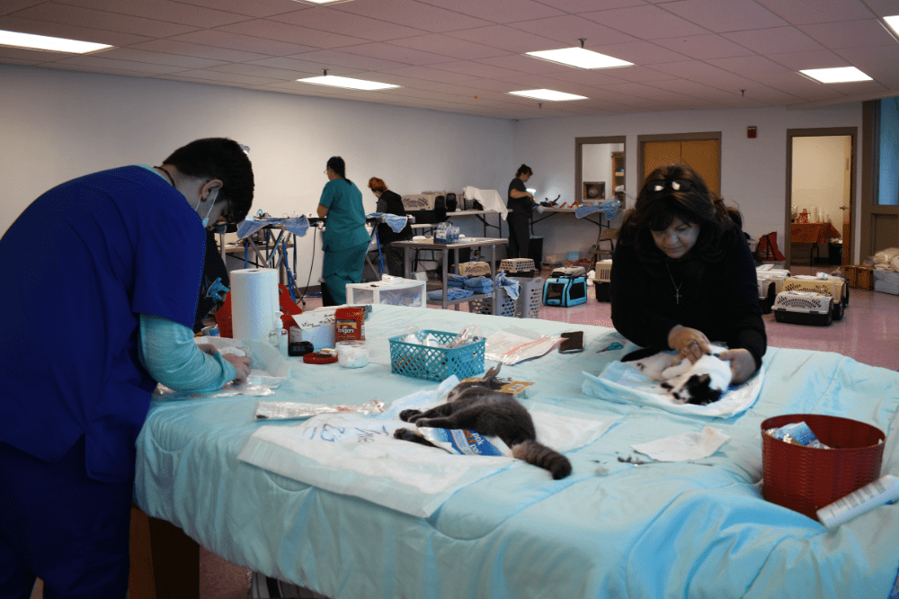 north country animal hospital caribou maine Carolin Fortner