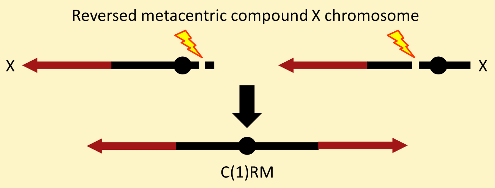 Bloomington Drosophila Stock Center Indiana University Bloomington
