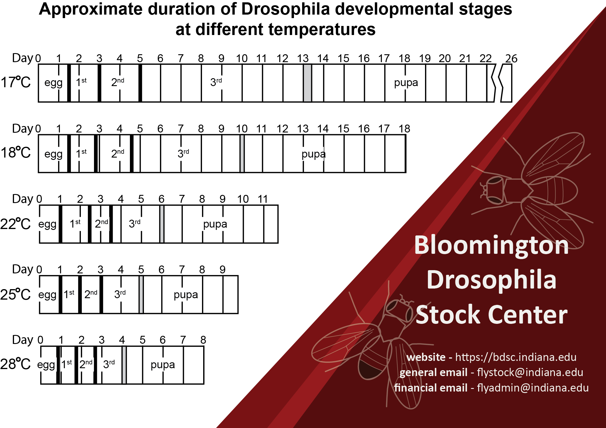 Bloomington Drosophila Stock Center Indiana University Bloomington