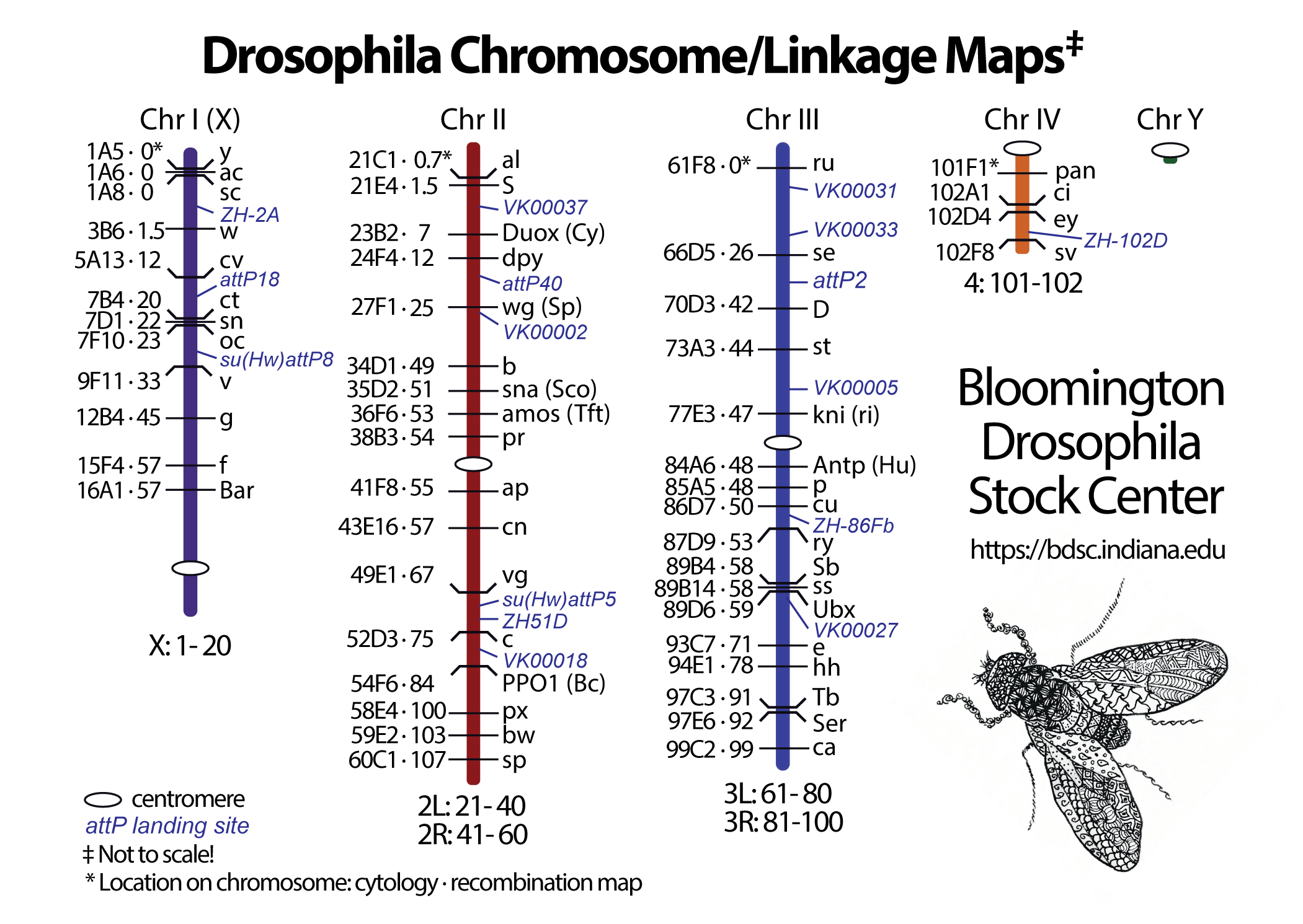 Bloomington Drosophila Stock Center Indiana University Bloomington