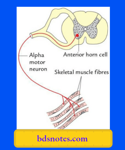 Motor Unit: Definition And Diagram - BDS Notes