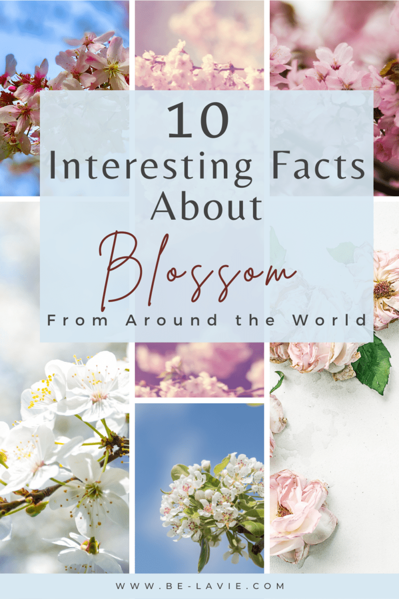 INTERESTING FACTS ABOUT CHERRY BLOSSOM FROM AROUND THE WORLD