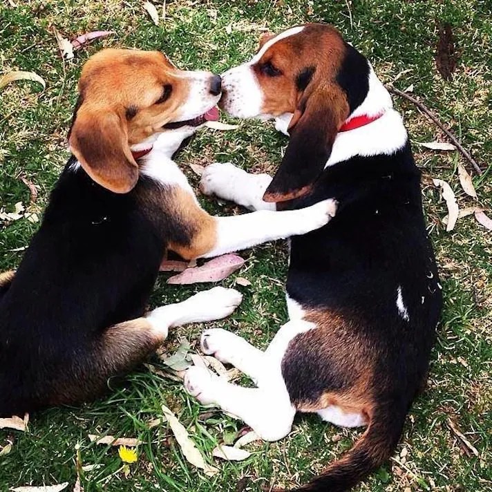 7 Reasons Snoopy Is The Best Representation Of A Beagle BeChewy