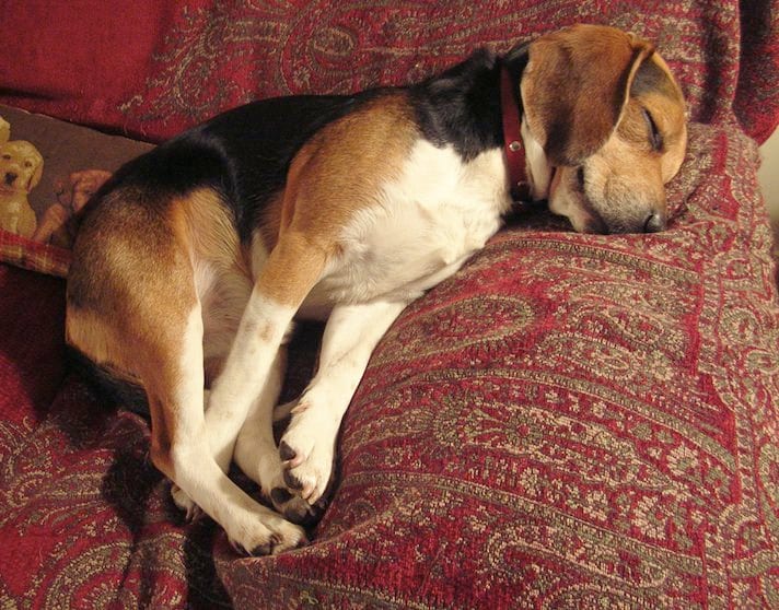 √完了しました！ real life beagle snoopy dog 168461Real life