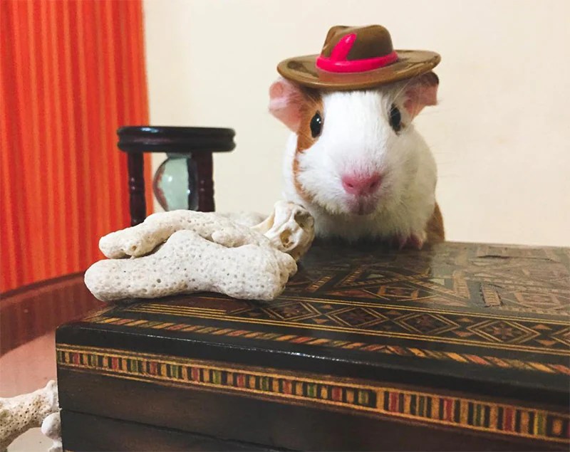 13 Epically Cute Guinea Pig Costumes That Win Halloween BeChewy