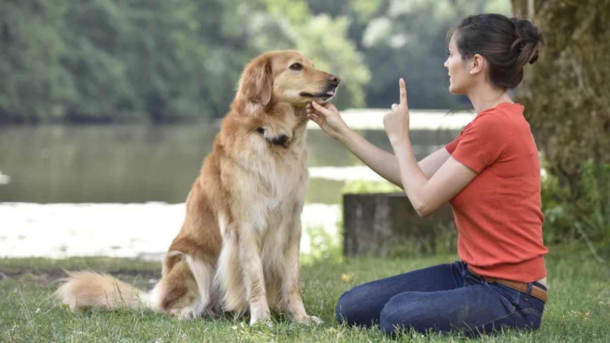 How to Teach a Dog to Speak and Be Quiet on Command BeChewy
