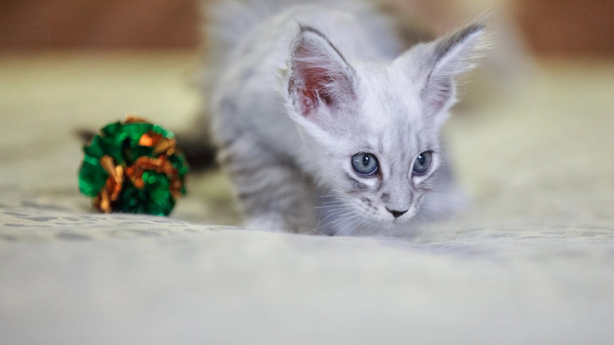 Why Do Cats Knead? Dog Breed BeChewy