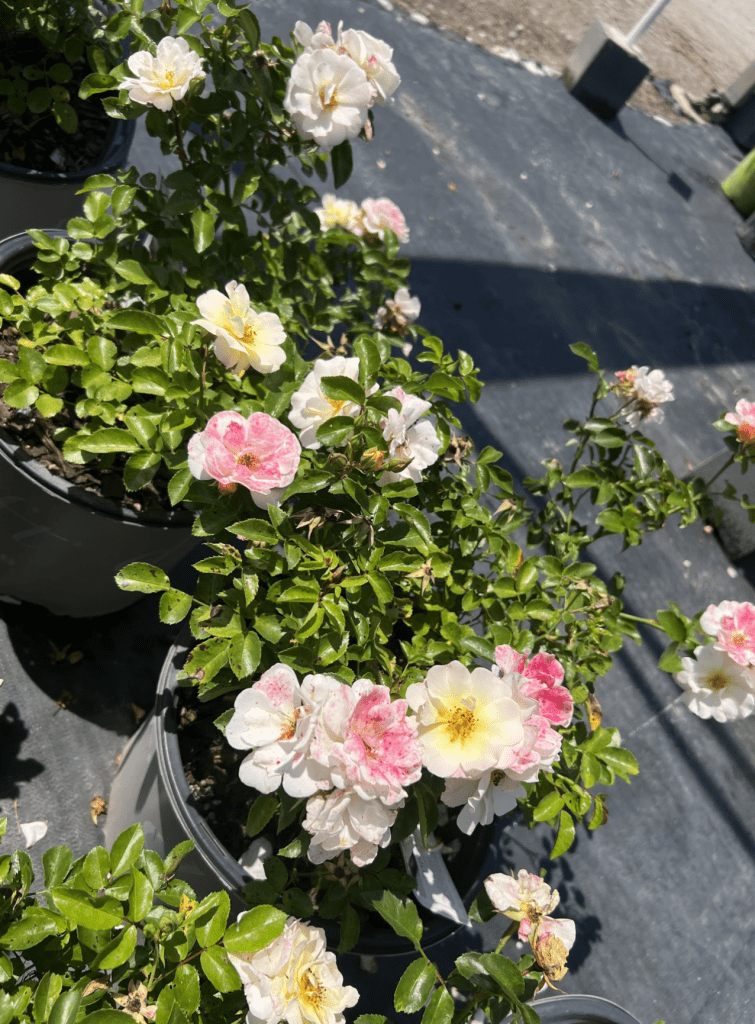 Deciduous Shrubs (Flowering) Drift Roses Beach Landscaping Beach