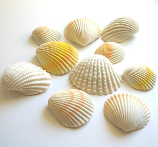 Incredible Edible Seashells & Sea Life by Andie's Specialty Sweets