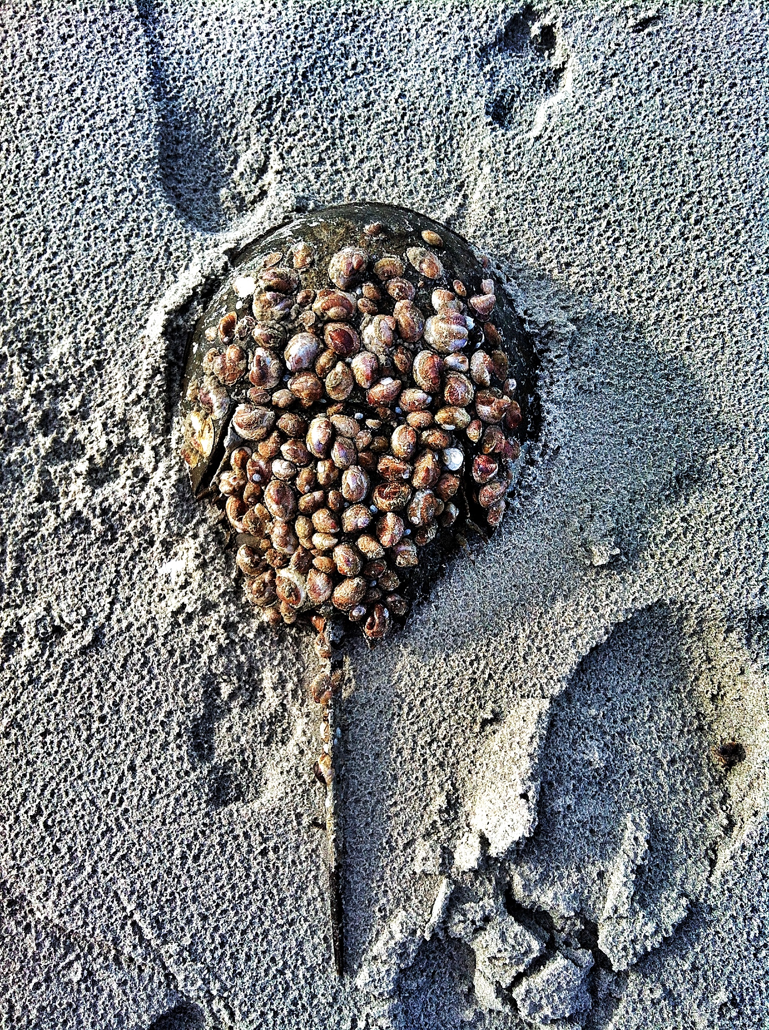 Do all horseshoe crabs molt?