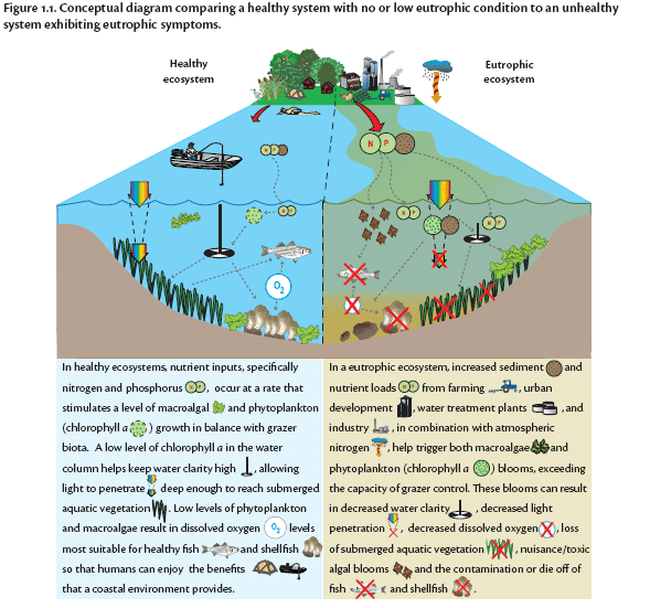 Did you know what we add to our garden affects the ocean?