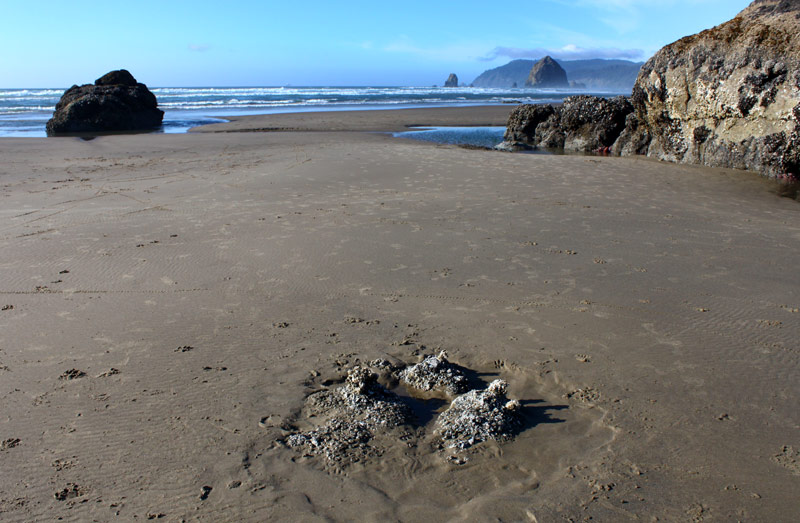 Low Minus Tides This Weekend On Oregon Coast Last of Clamming, Beaches