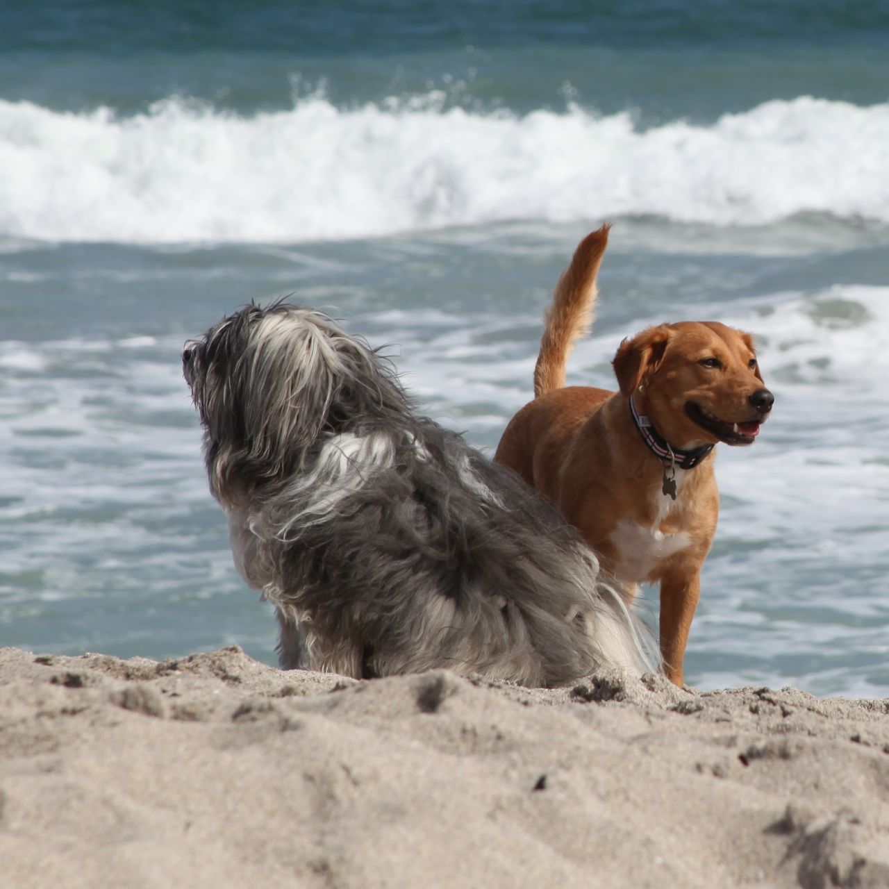 Juno Beach Dogs, Kite Surfers, and a Musician beach debris